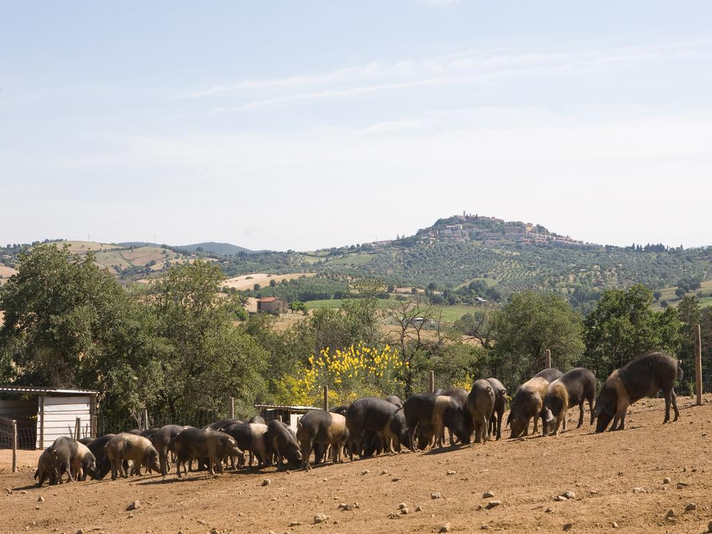 Agriturismo Boschetto Di Montiano Montiano  Bagian luar foto