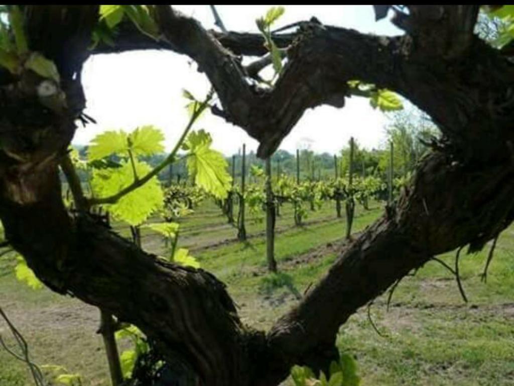 Agriturismo Boschetto Di Montiano Montiano  Bagian luar foto