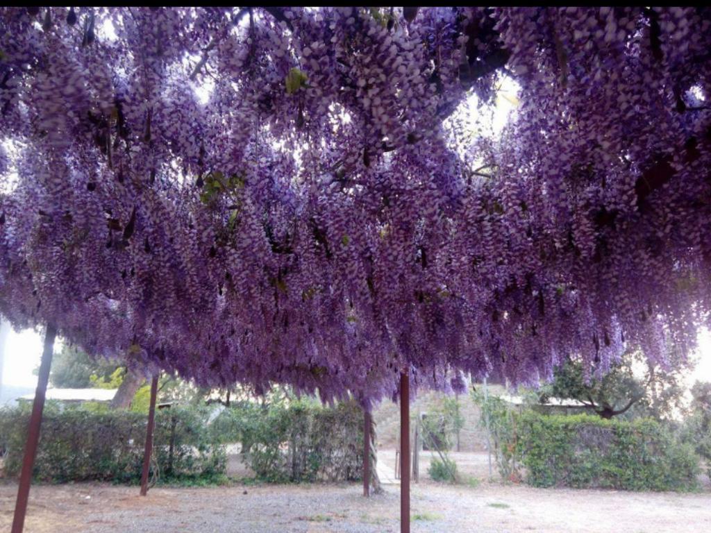 Agriturismo Boschetto Di Montiano Montiano  Bagian luar foto