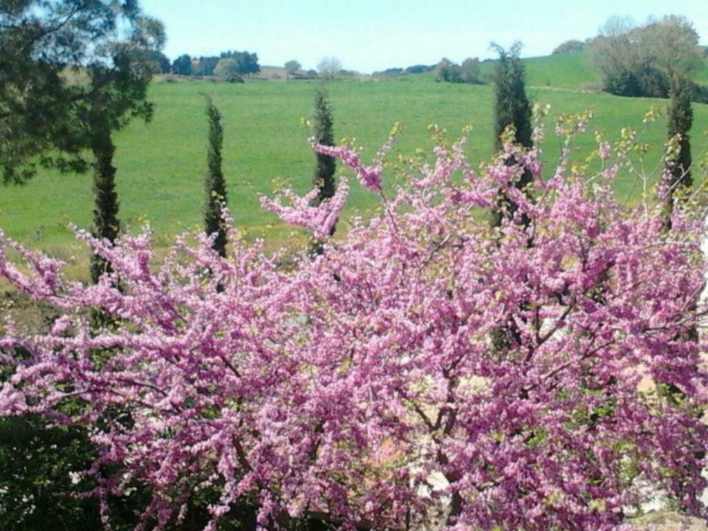 Agriturismo Boschetto Di Montiano Montiano  Bagian luar foto