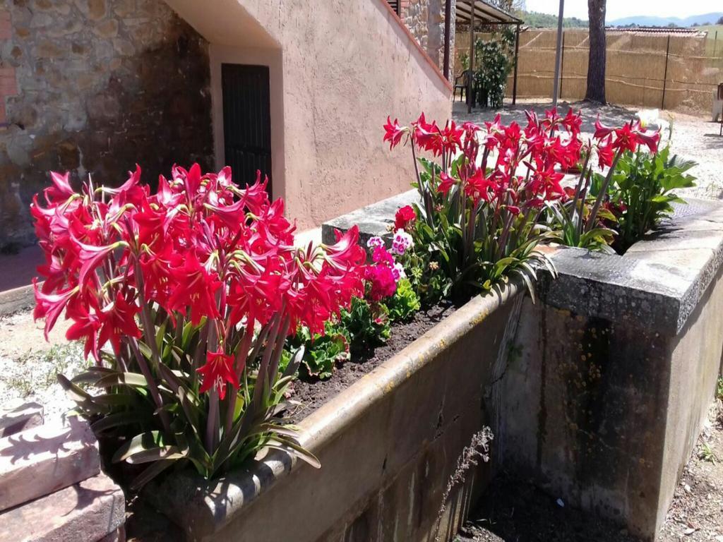 Agriturismo Boschetto Di Montiano Montiano  Bagian luar foto