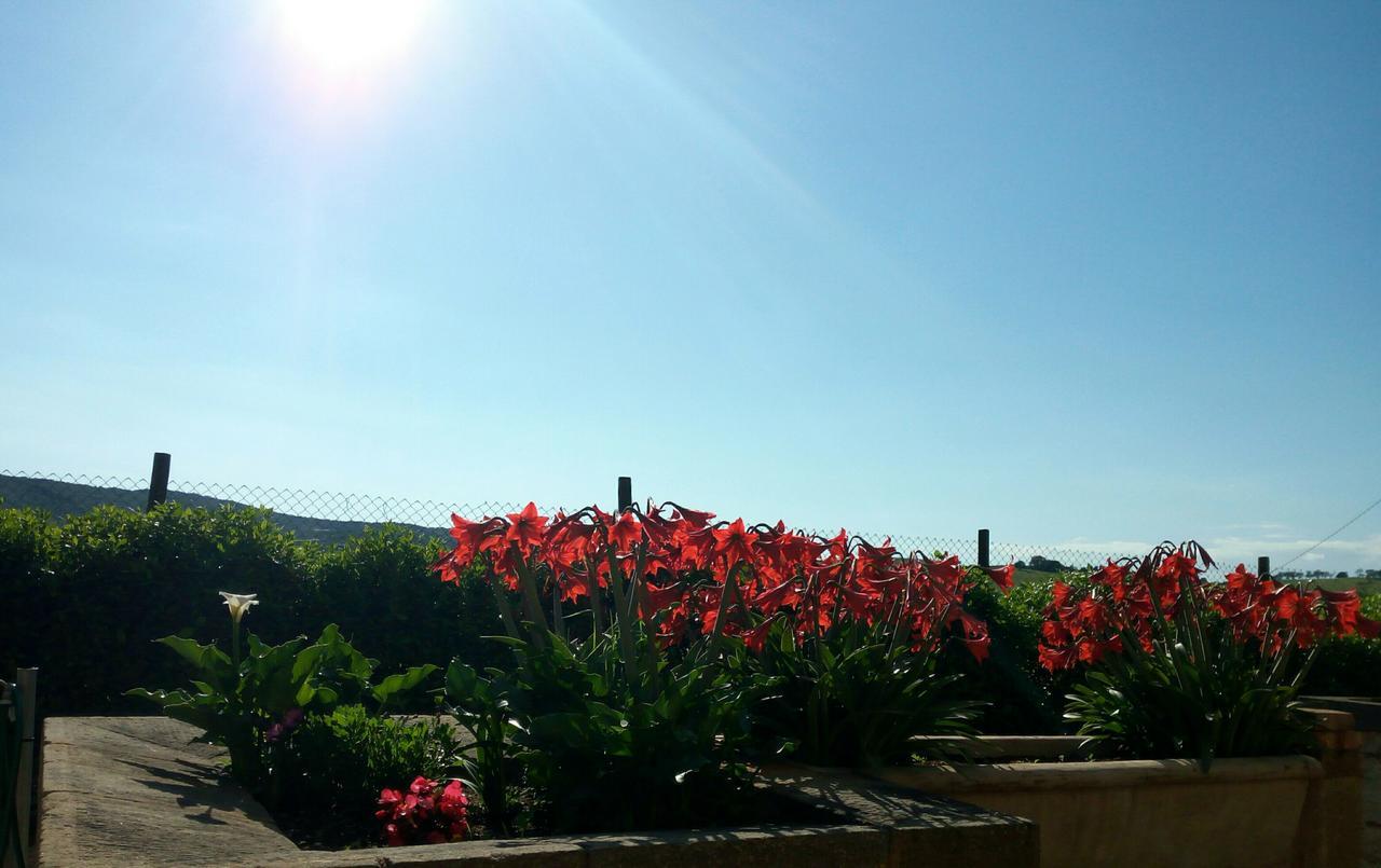 Agriturismo Boschetto Di Montiano Montiano  Bagian luar foto